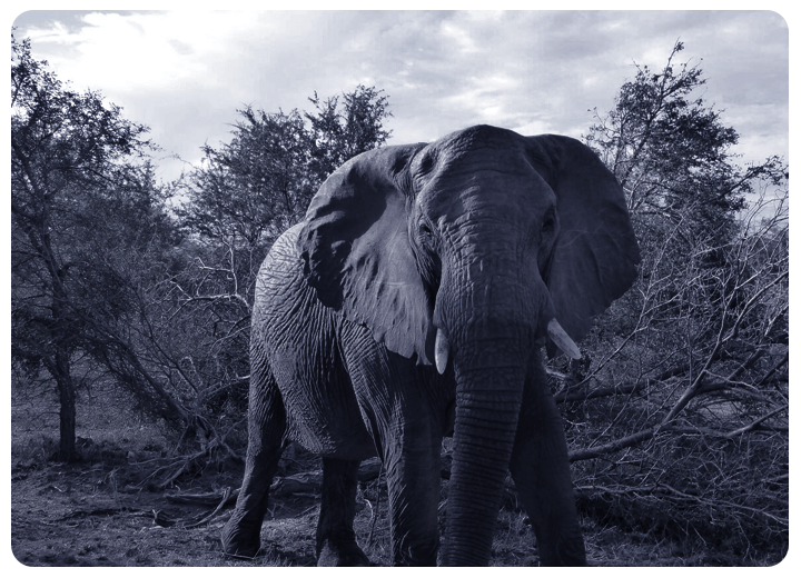 Wildlife monitoring elephant