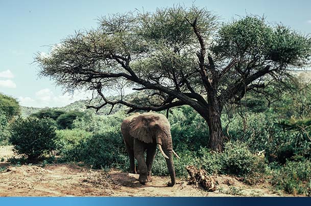 Wildlife surveillance