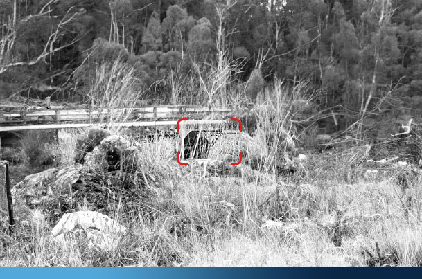 Wildlife surveillance